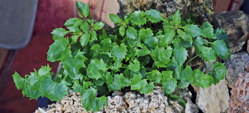 Die Physoplxis comosa aus den Dolomiten am neuen Platz...