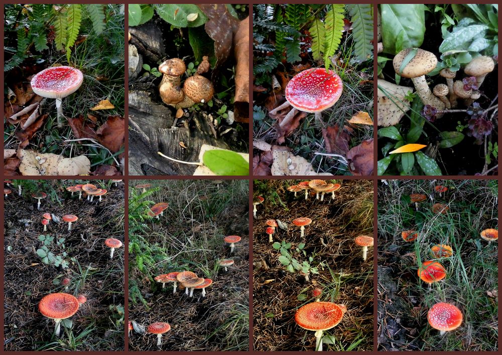 Die Pilz Collage !