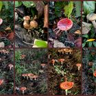 Die Pilz Collage !