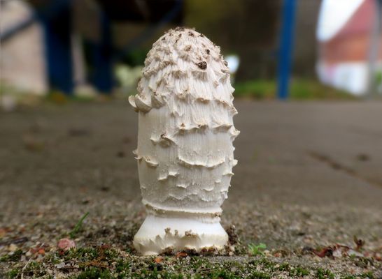 Die Pilze in diesem Jahr veräppeln mich