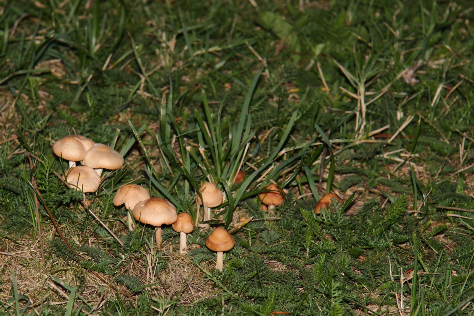 Die Pilze in Nachbars Garten.....