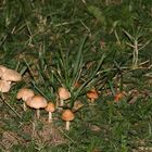 Die Pilze in Nachbars Garten.....