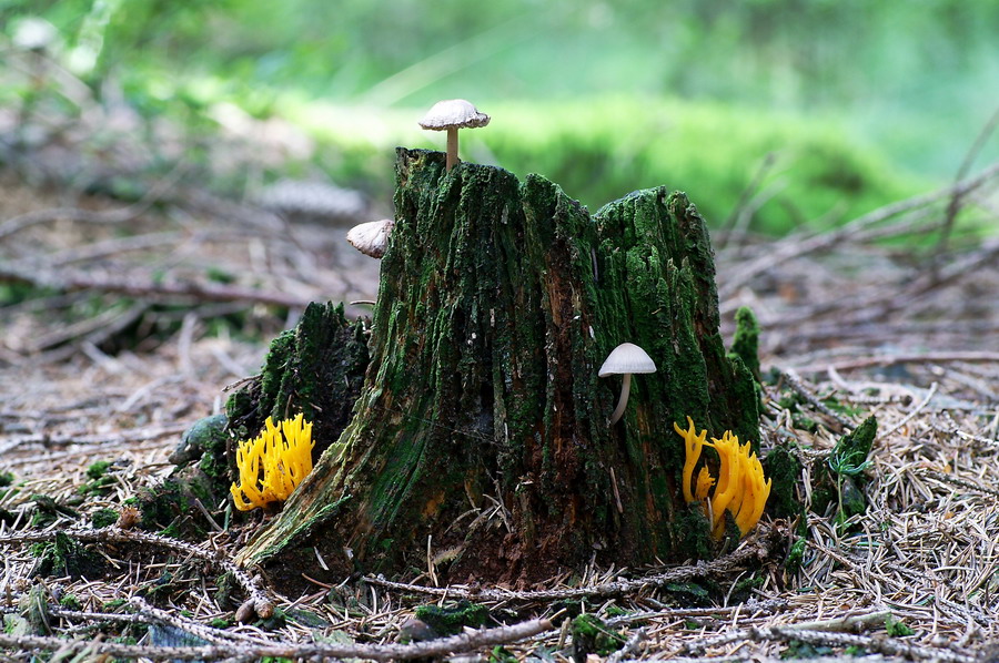 Die Pilze kommen