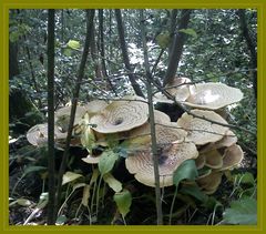 Die Pilze schießen wie die Pilze aus dem morschen Baumstumpf.