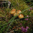 Die Pilze verstecken sich wunderbar in dem Heidekraut und dem Waldboden.