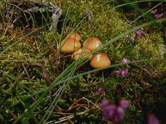 Die Pilze verstecken sich wunderbar in dem Heidekraut und dem Waldboden.