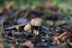 Die Pilzkopfbande beim Waldspaziergang...