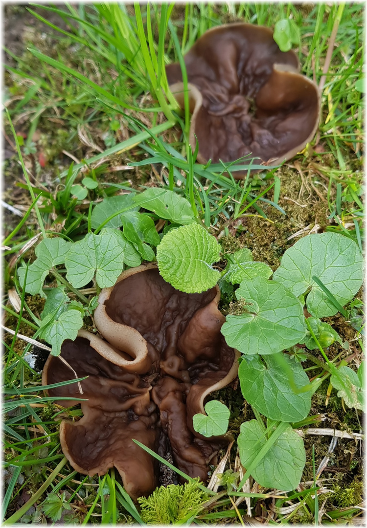 Die Pilzsaison ist Foto & Bild outdoor, wiese, gras Bilder