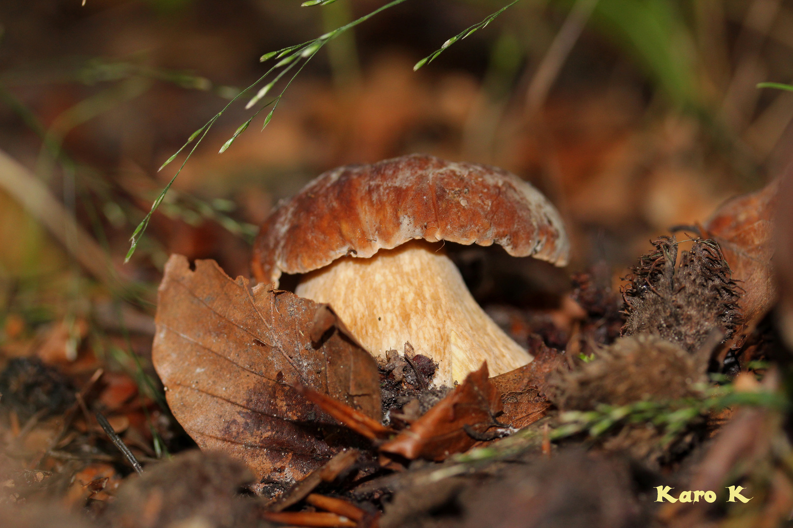die Pilzzeit hat begonnen Foto & Bild pflanzen, pilze & flechten