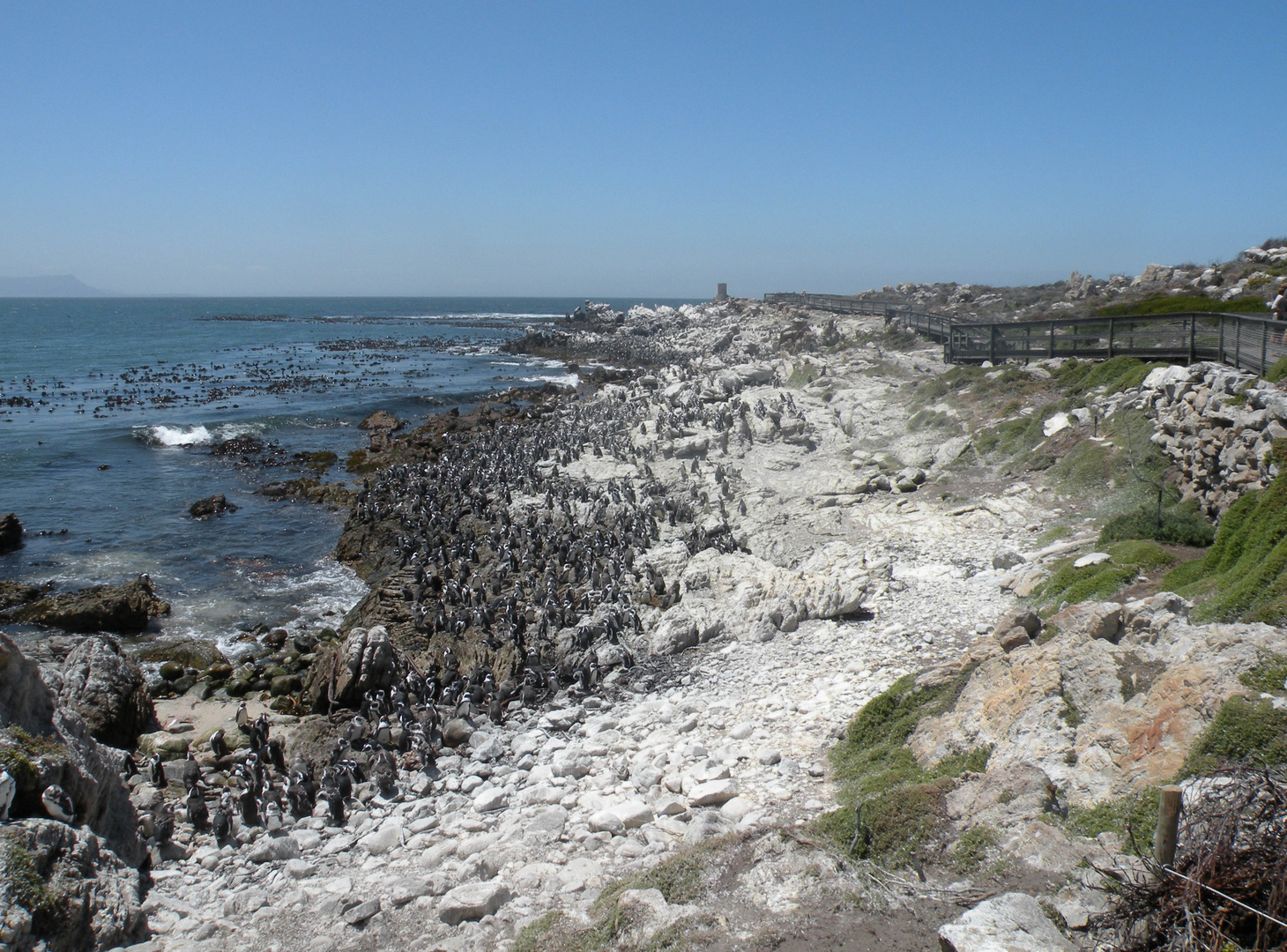 Die Pinguin-Kolonie von Betty's Bay . "Stony Point"