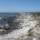 Die Pinguin-Kolonie von Betty's Bay . "Stony Point"