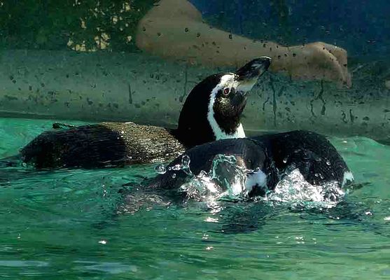 Die Pinguine hatten Spaß und wir auch :-))