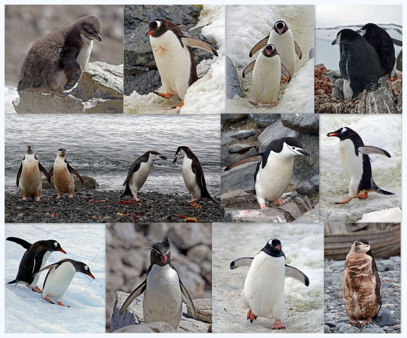 Die Pinguine versammeln sich