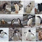 Die Pinguine versammeln sich