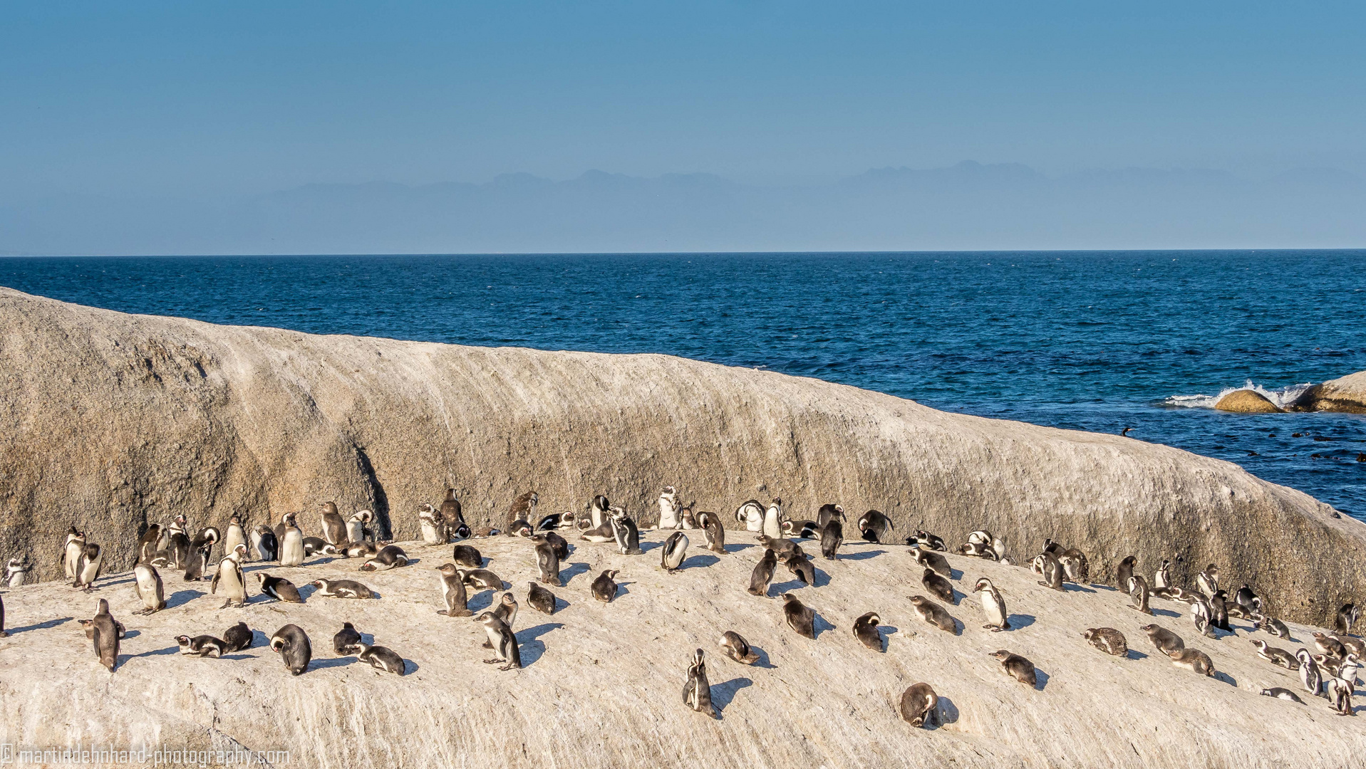 Die Pinguine von Simon's Town