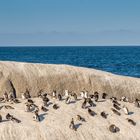 Die Pinguine von Simon's Town