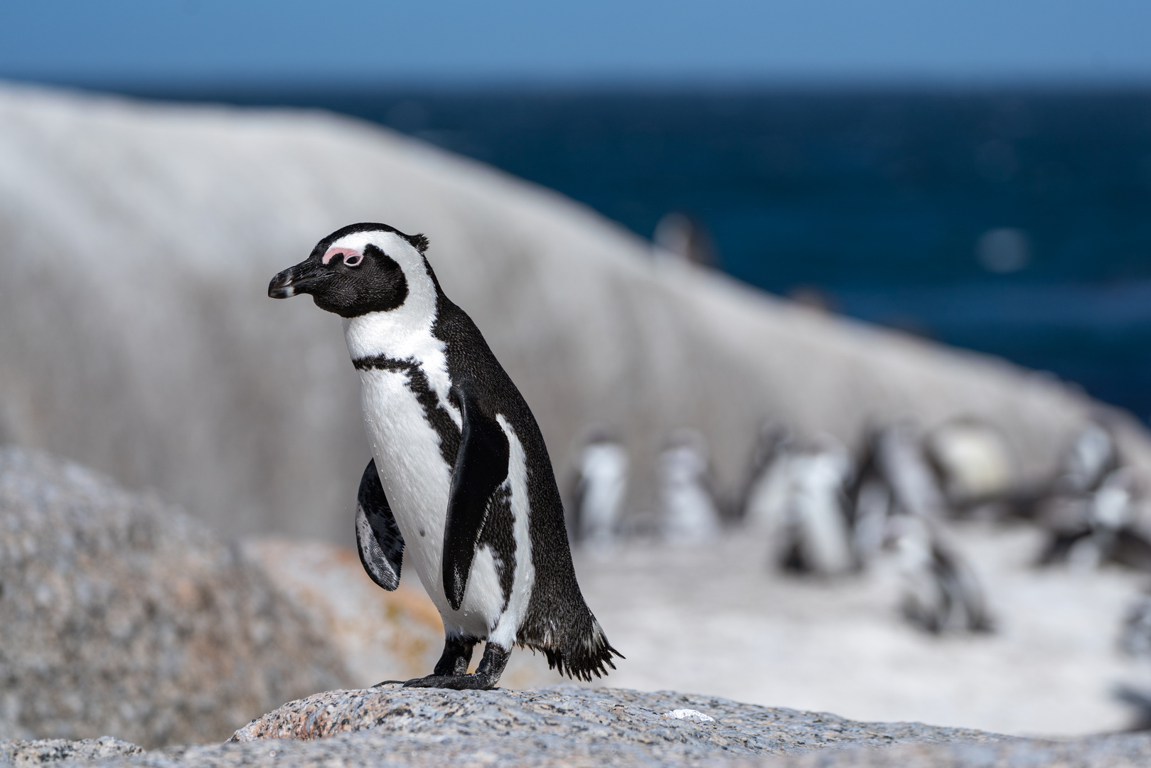 Die Pinguine von Simon’s Town 