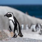 Die Pinguine von Simon’s Town 