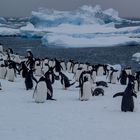  die Pinguinkolonie