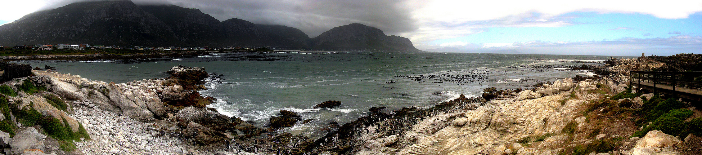 Die Pinguinkolonie bei Bettys Bay