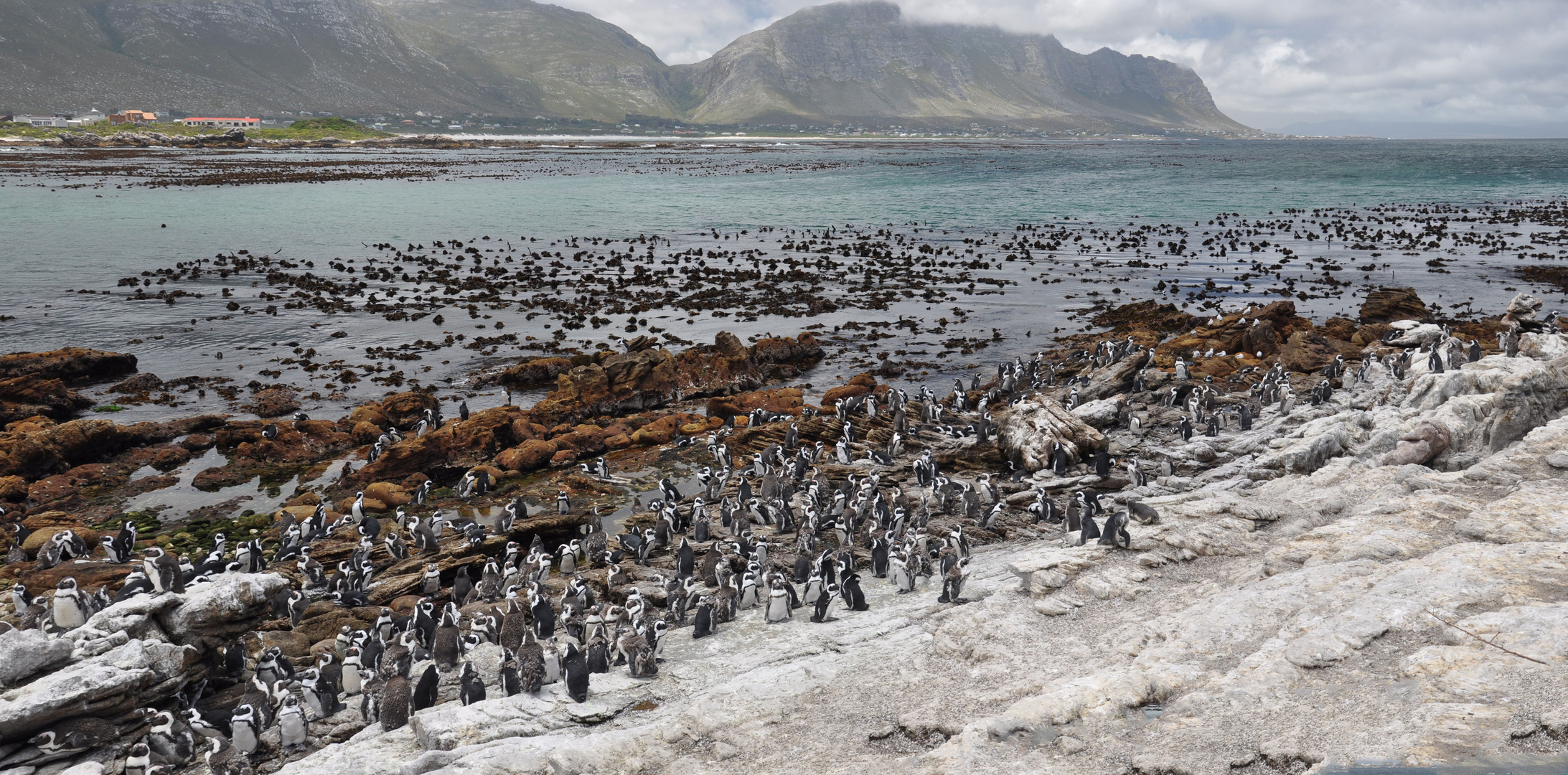 Die Pinguinkolonie bei Betty`s Bay...