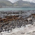 Die Pinguinkolonie bei Betty`s Bay...