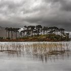 Die Pinieninsel