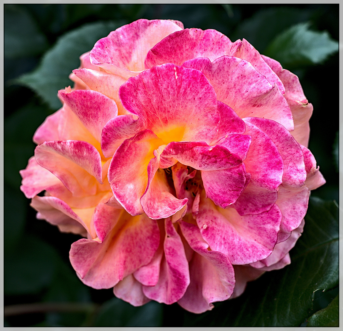 Die pinke Rose...