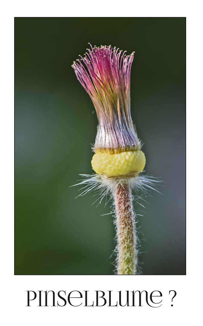 Die "Pinselblume" als MiWoBlü