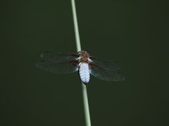 Die Plattbauch Libelle hat sich bei uns angesiedelt 