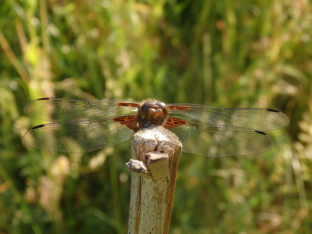 Die Plattbauch-Libelle (Libellula depressa) war wieder da!