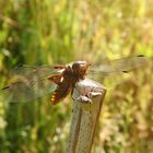 Die Plattbauch-Libelle (Libellula depressa) war wieder da!