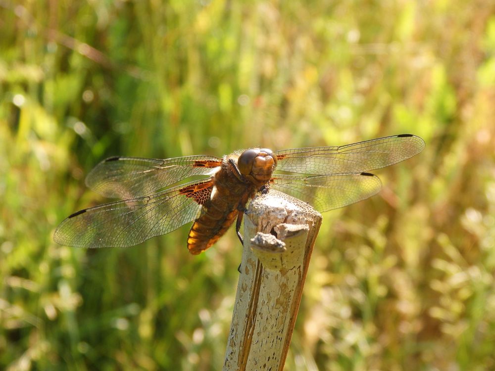 Die Plattbauch-Libelle (Libellula depressa) war wieder da!