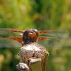 Die Plattbauch-Libelle (Libellula depressa) war wieder da!