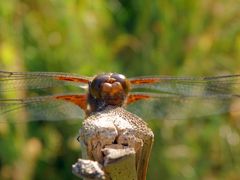 Die Plattbauch-Libelle (Libellula depressa) war wieder da!