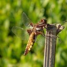 Die Plattbauch-Libelle (Libellula depressa) war wieder da!