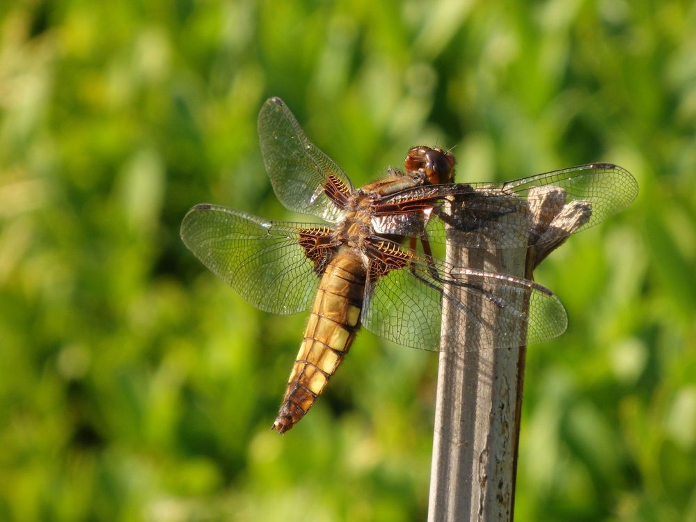 Die Plattbauch-Libelle (Libellula depressa) war wieder da!