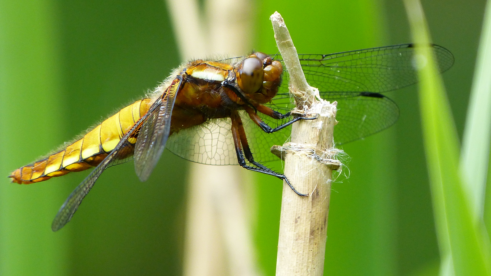 Die Plattbauchlibelle 