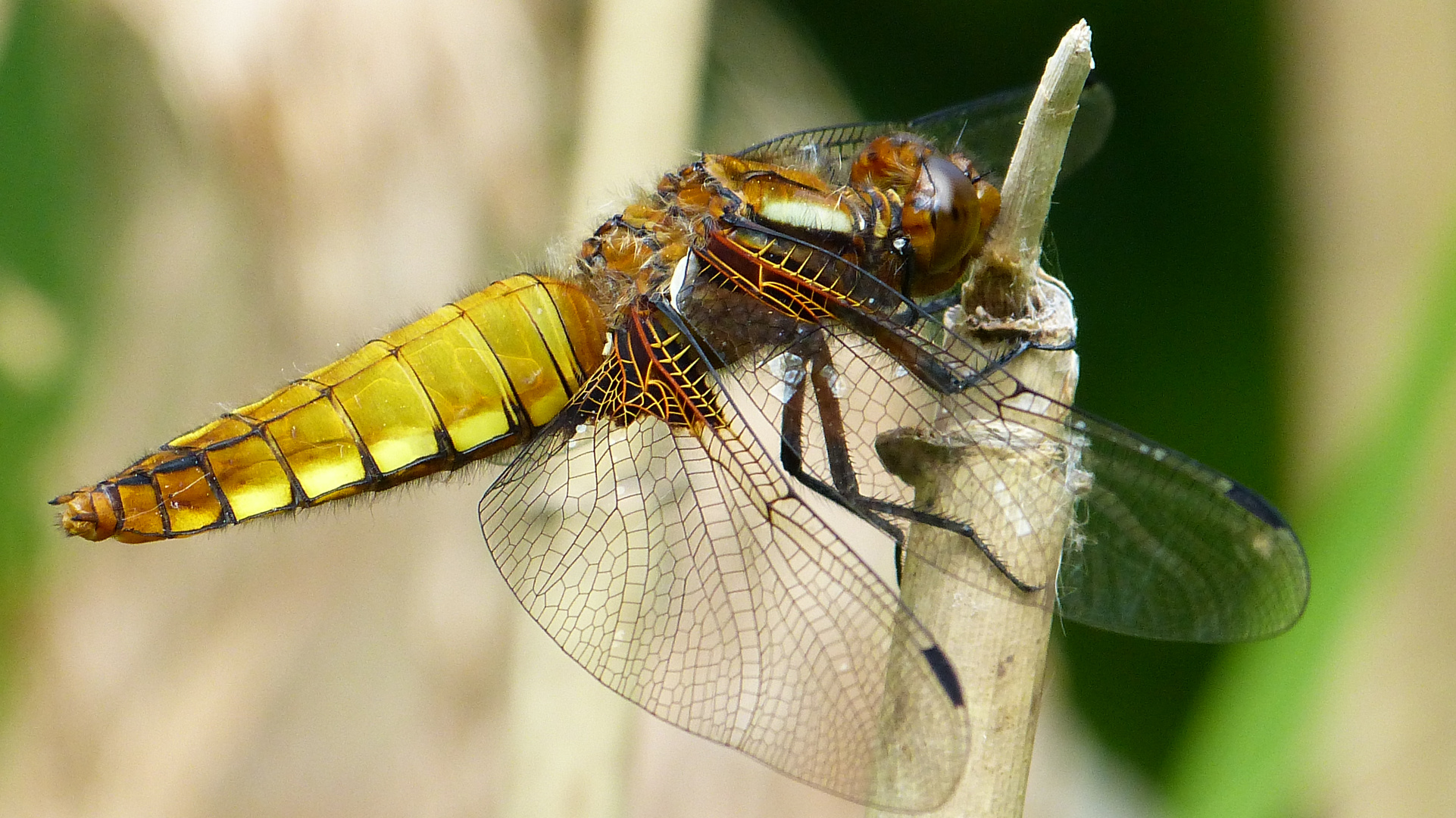 Die Plattbauchlibelle  