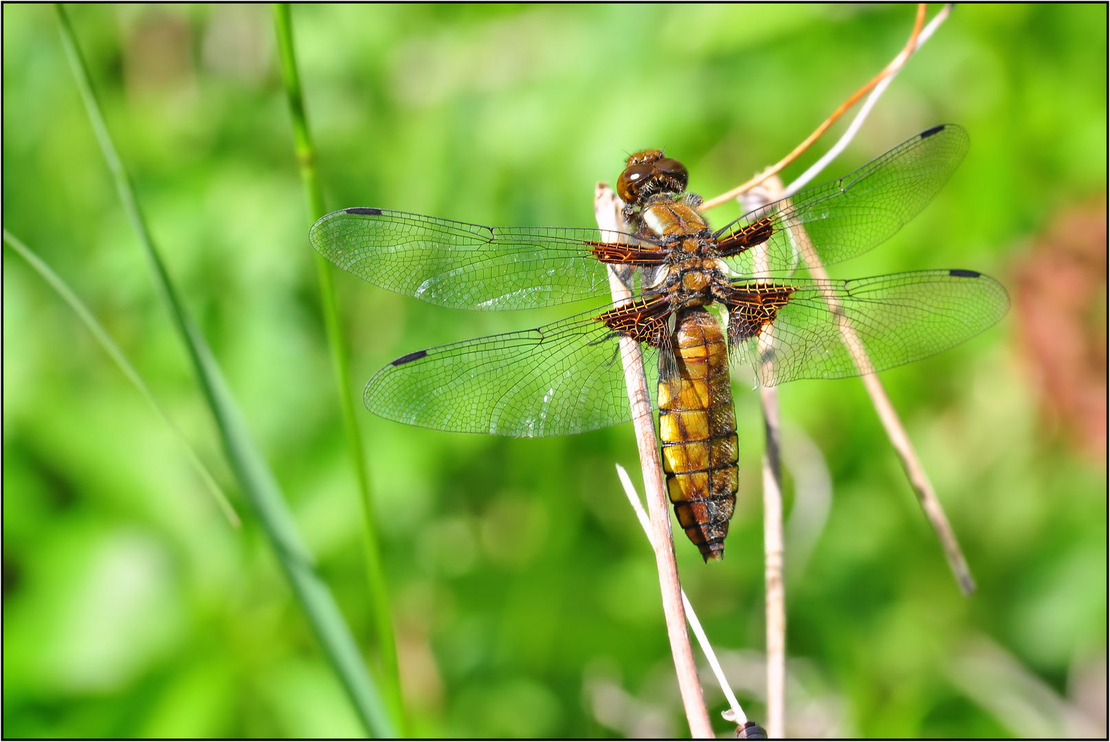 Die Plattbauchlibelle........