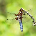 Die Plattbauchlibelle am trocknen Zweig