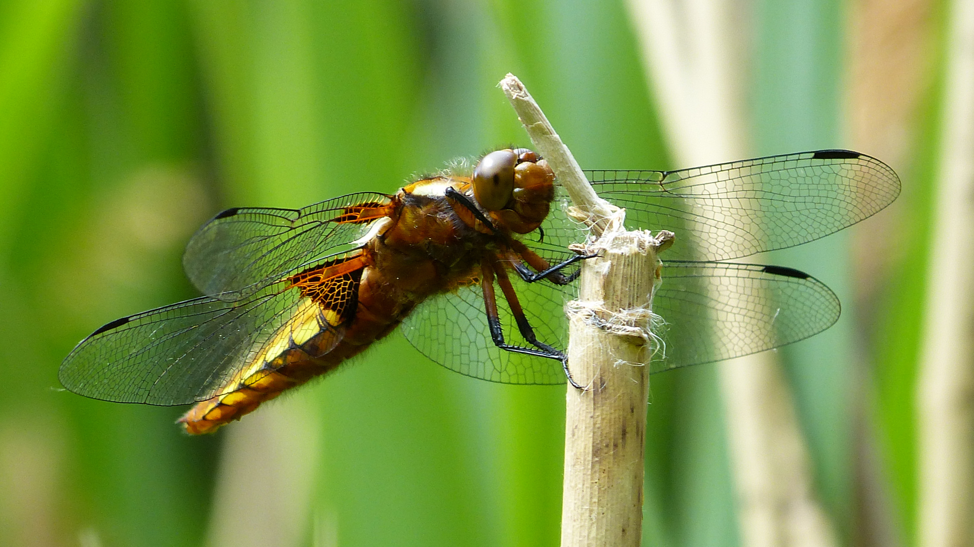 Die Plattbauchlibelle  