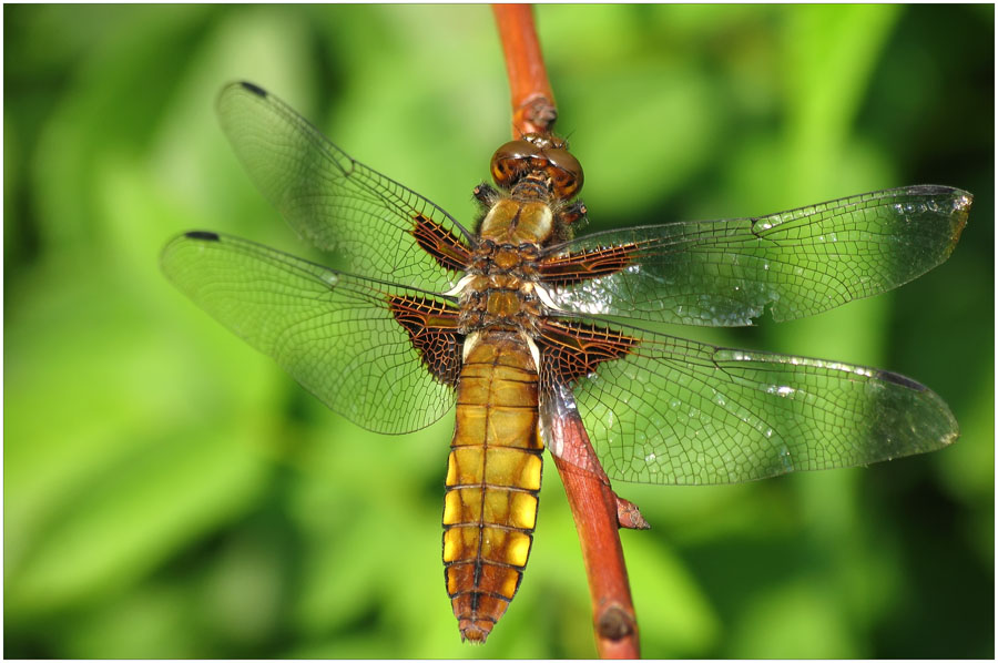 die Plattbauchlibelle beim sonnen