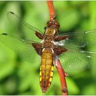 die Plattbauchlibelle beim sonnen