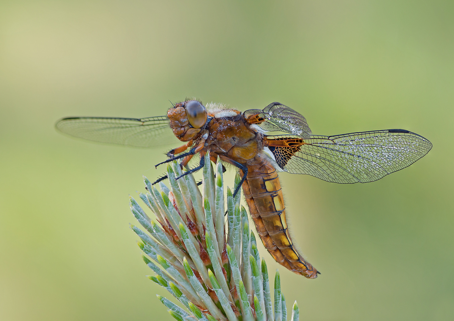 Die Plattbauchlibelle I