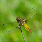 Die Plattbauchlibelle (Libellula depressa) . . .