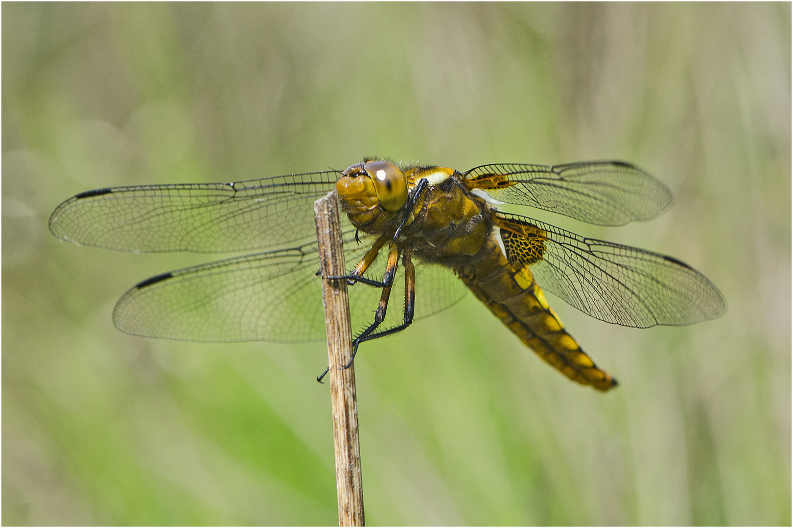 Die Plattbauchlibelle (Libellula depressa) entdeckte . . .