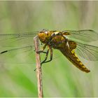 Die Plattbauchlibelle (Libellula depressa) entdeckte . . .