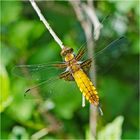 Die Plattbauchlibelle (Libellula depressa) entdeckte ich . . .