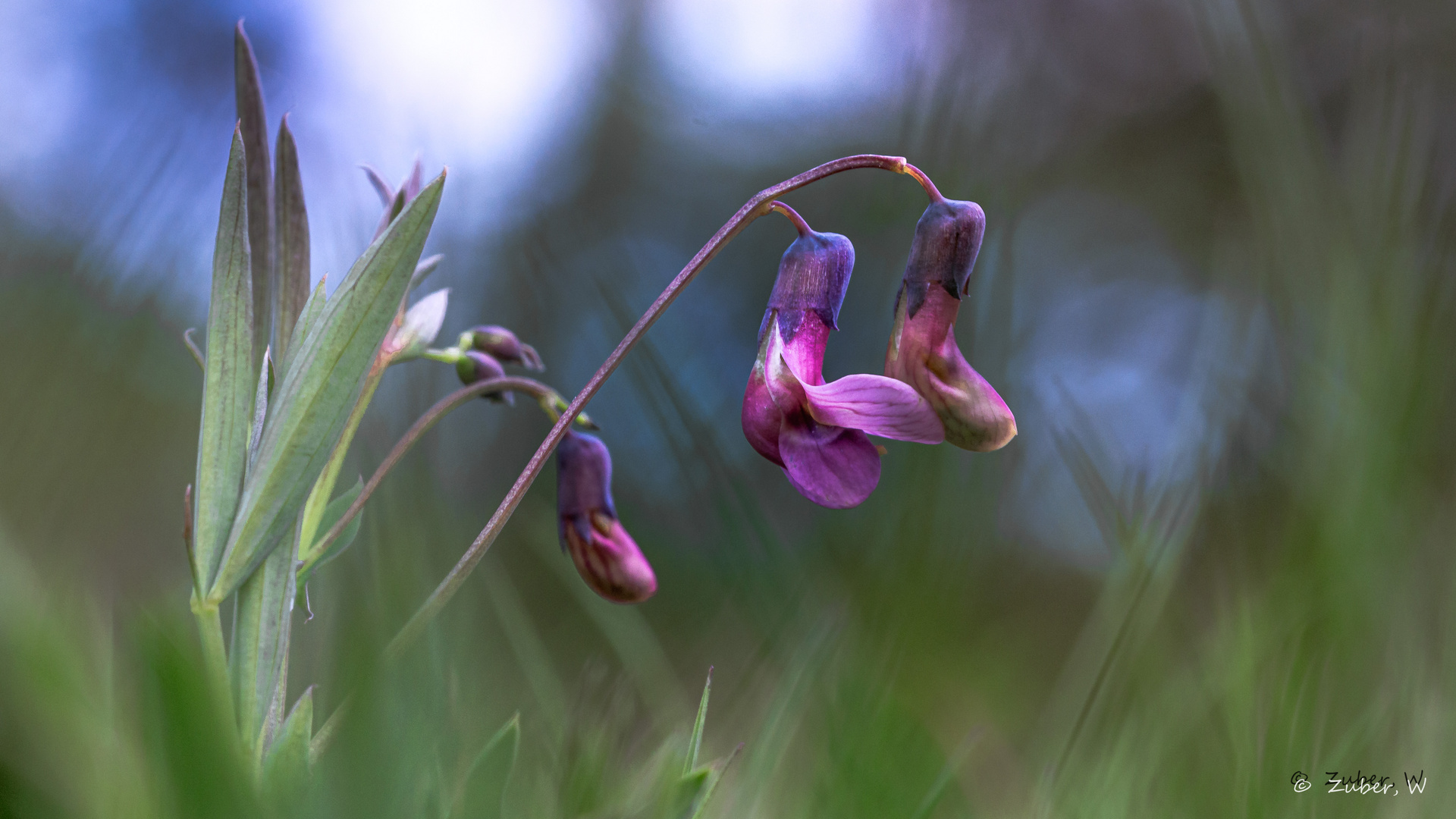 "Die platte Erbse im Frühling"